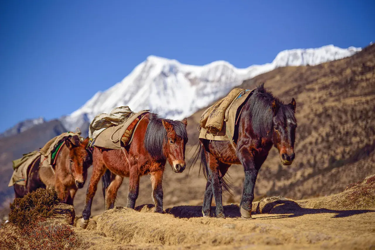 Druk Path Trek & Culture